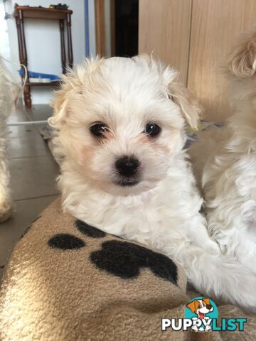 Beautiful Maltese X Shih Tzu Female puppy