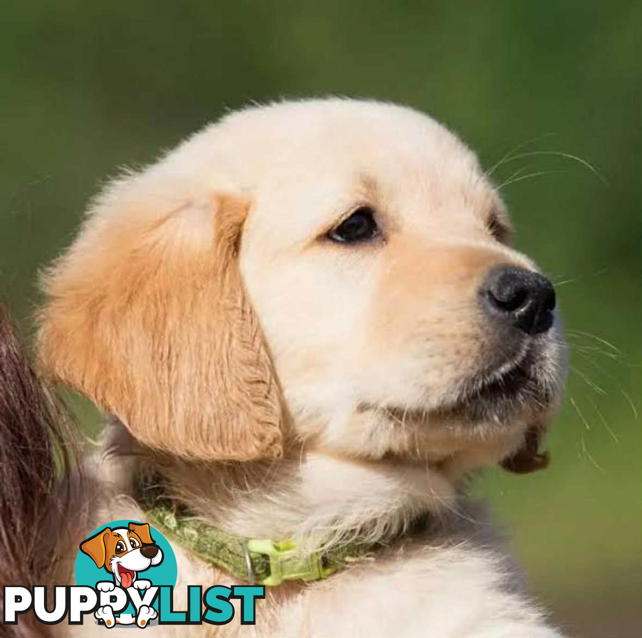 Golden Labrador Puppies