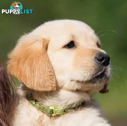 Golden Labrador Puppies