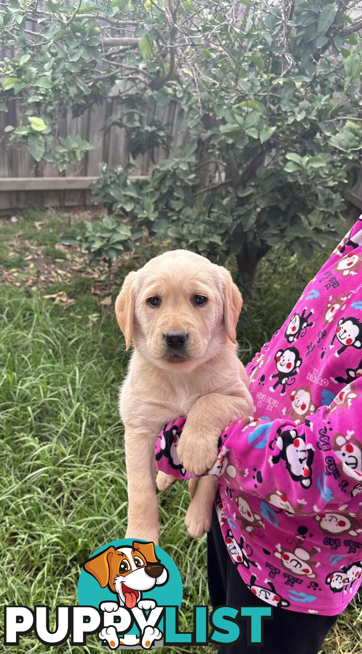 Golden Labrador Puppies