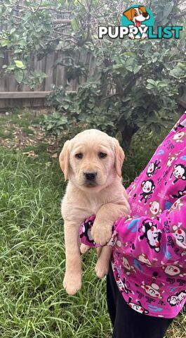 Golden Labrador Puppies