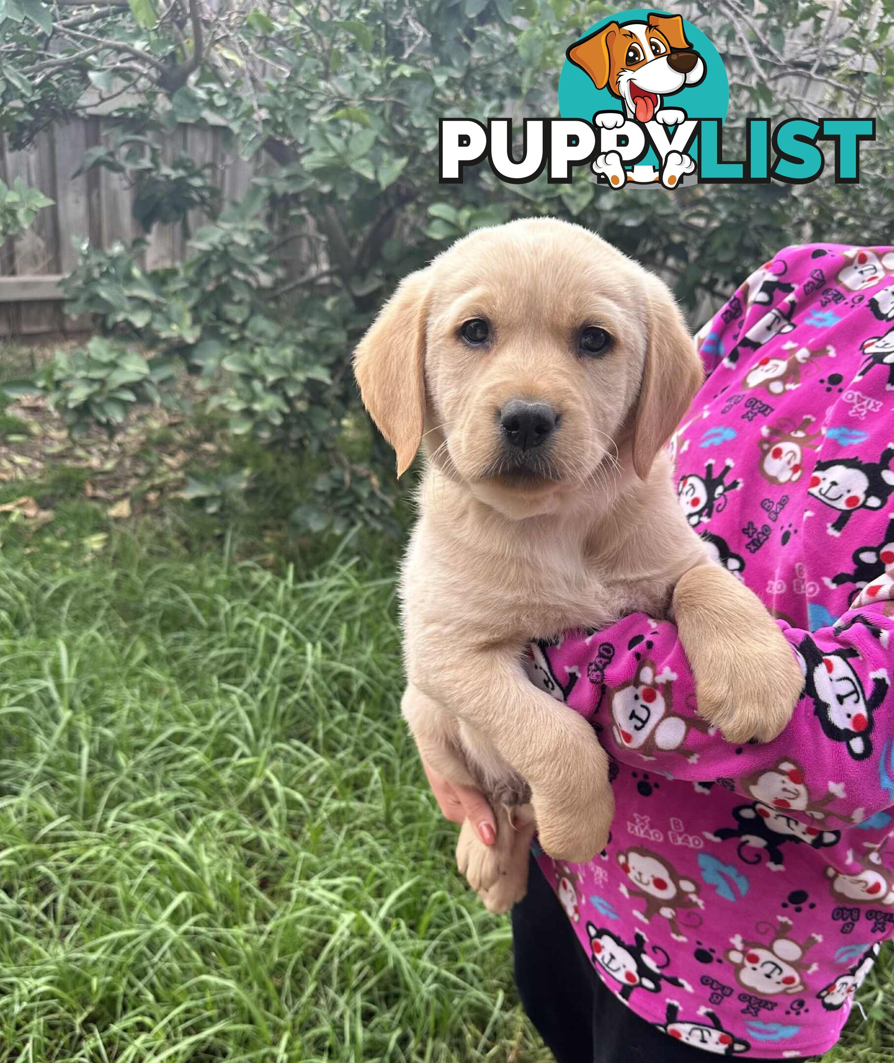 Golden Labrador Puppies