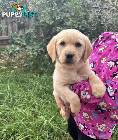 Golden Labrador Puppies
