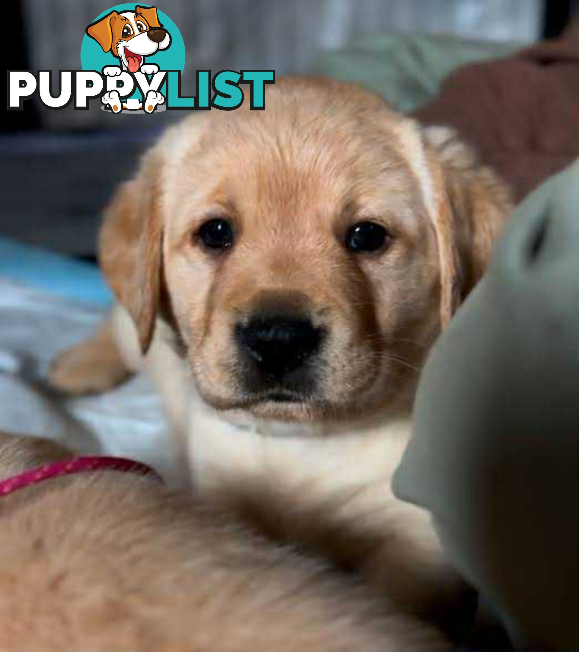 Golden Labrador Puppies