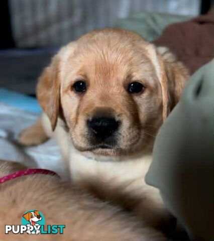 Golden Labrador Puppies