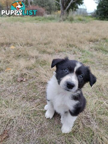Working Border Collies in the Snowy Mountains