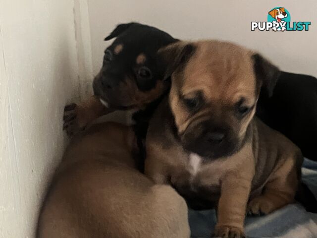 Frenchie cross Jack Russell