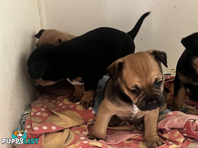 Frenchie cross Jack Russell