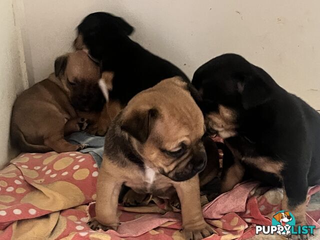 Frenchie cross Jack Russell