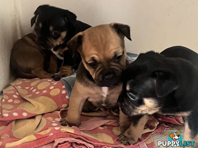 Frenchie cross Jack Russell
