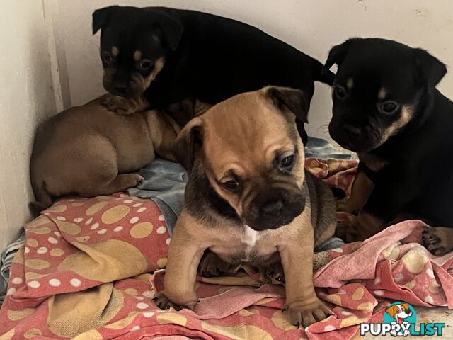 Frenchie cross Jack Russell