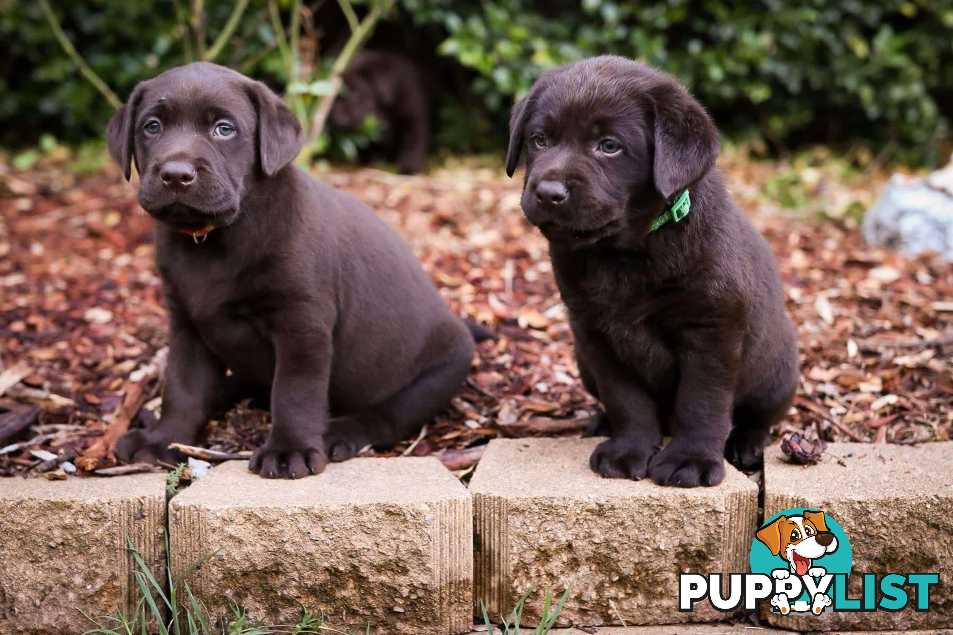 Pedigree Chocolate Labrador Puppies