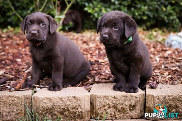 Pedigree Chocolate Labrador Puppies