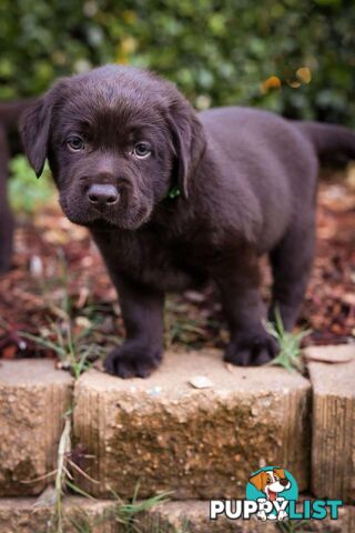 Pedigree Chocolate Labrador Puppies