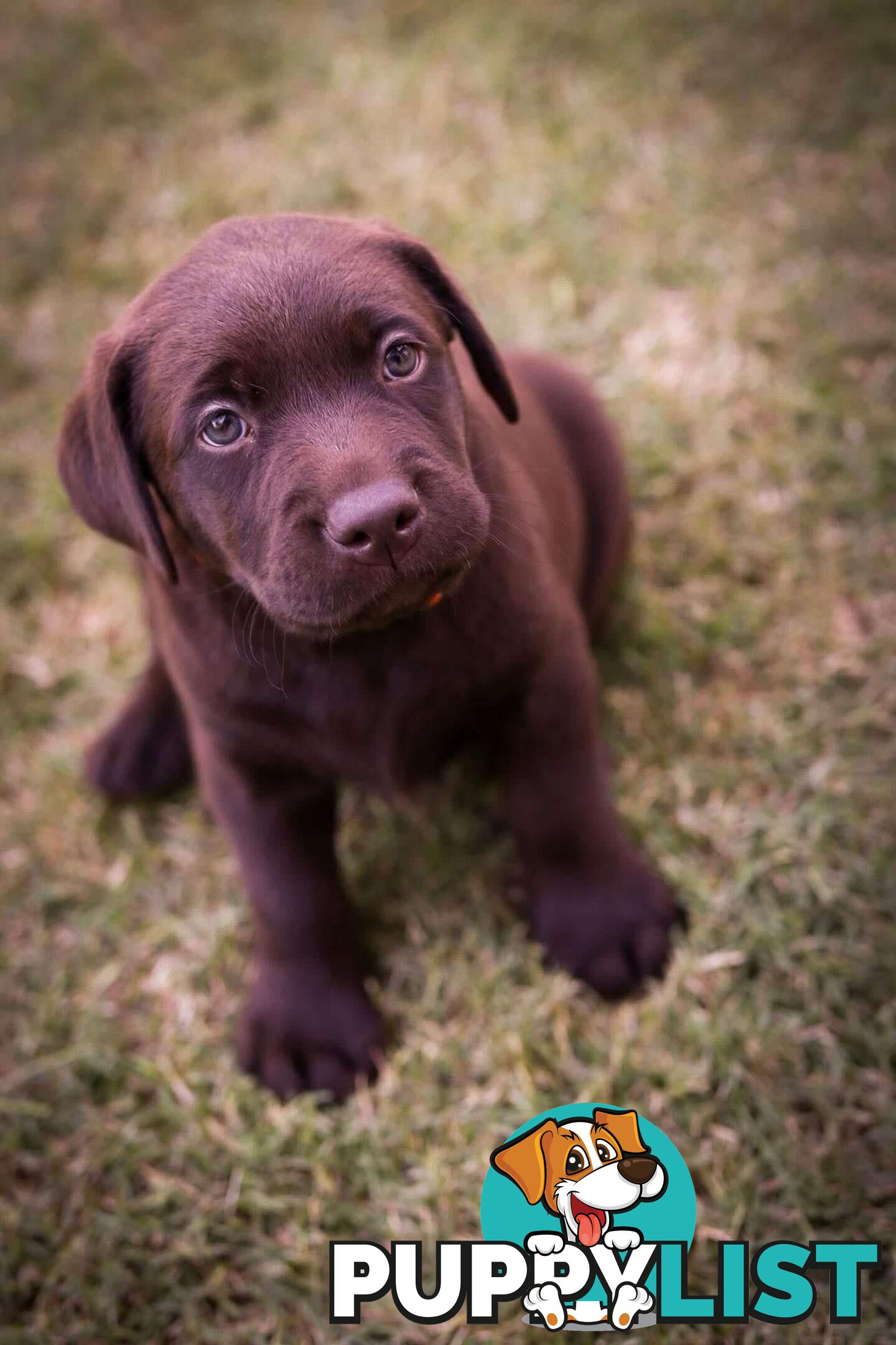 Pedigree Chocolate Labrador Puppies