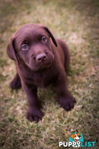 Pedigree Chocolate Labrador Puppies