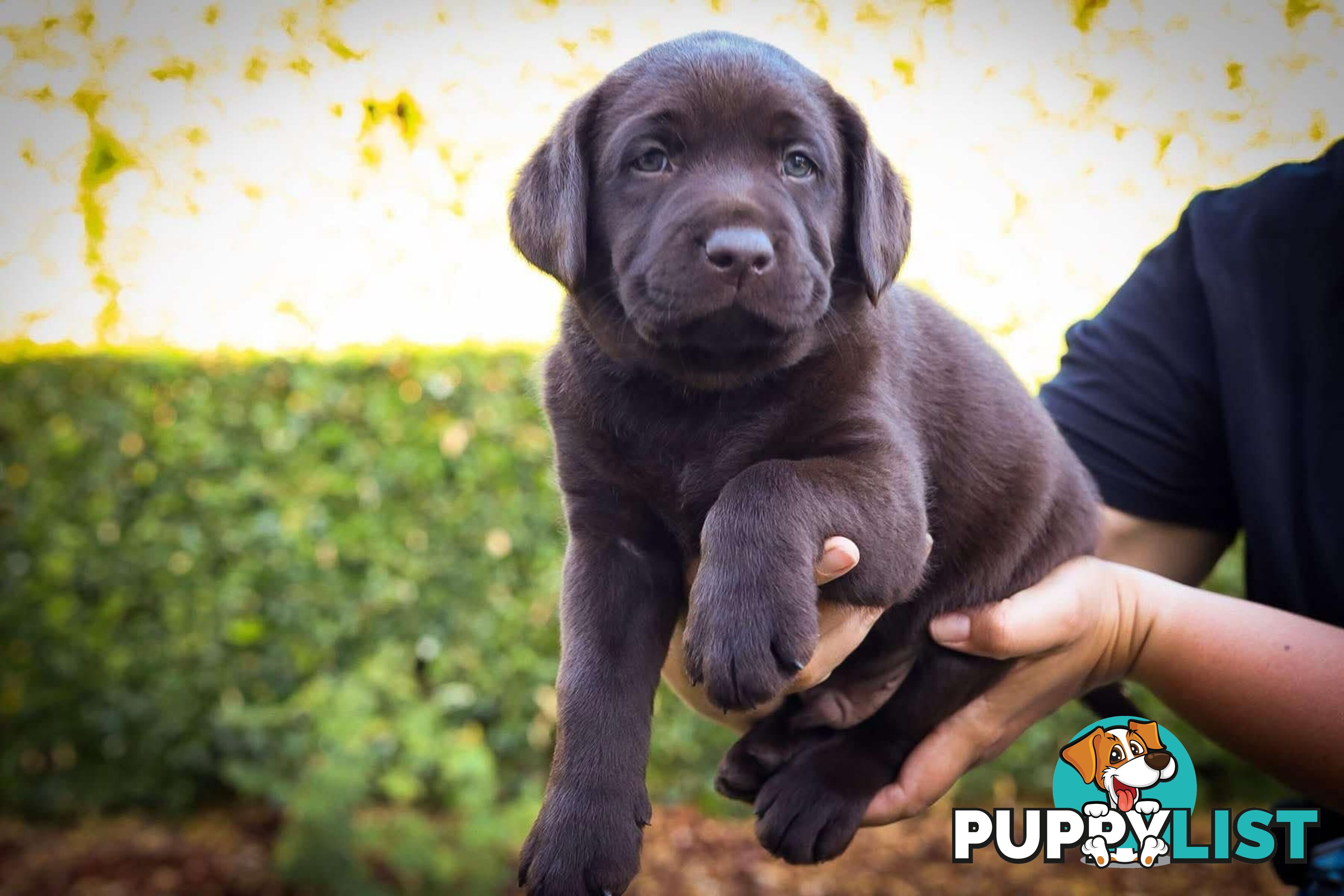 Pedigree Chocolate Labrador Puppies