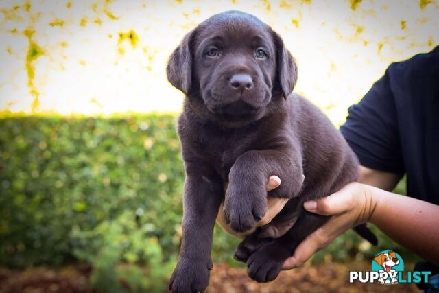 Pedigree Chocolate Labrador Puppies