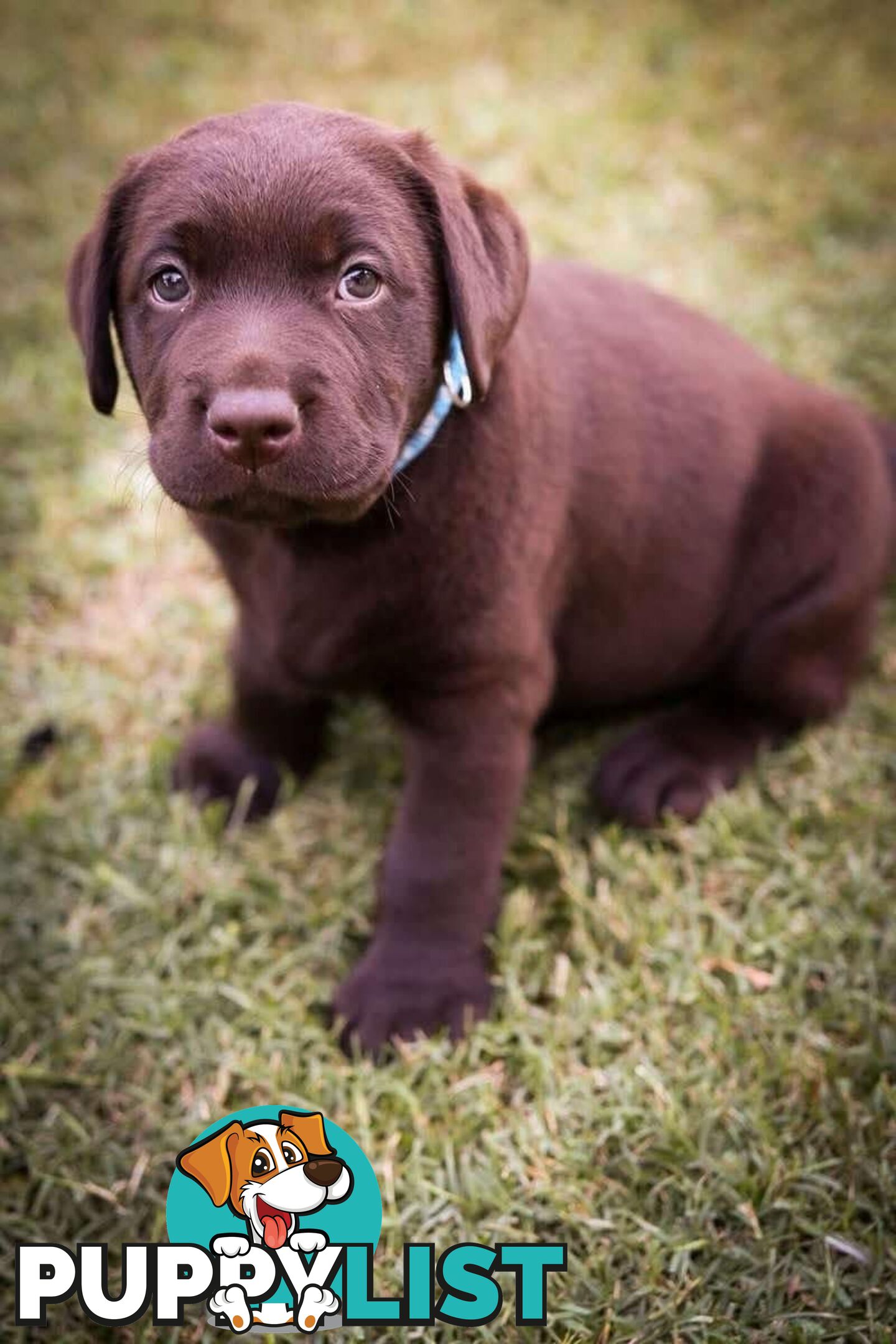 Pedigree Chocolate Labrador Puppies