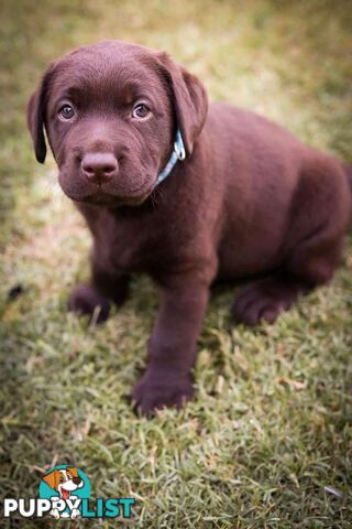 Pedigree Chocolate Labrador Puppies