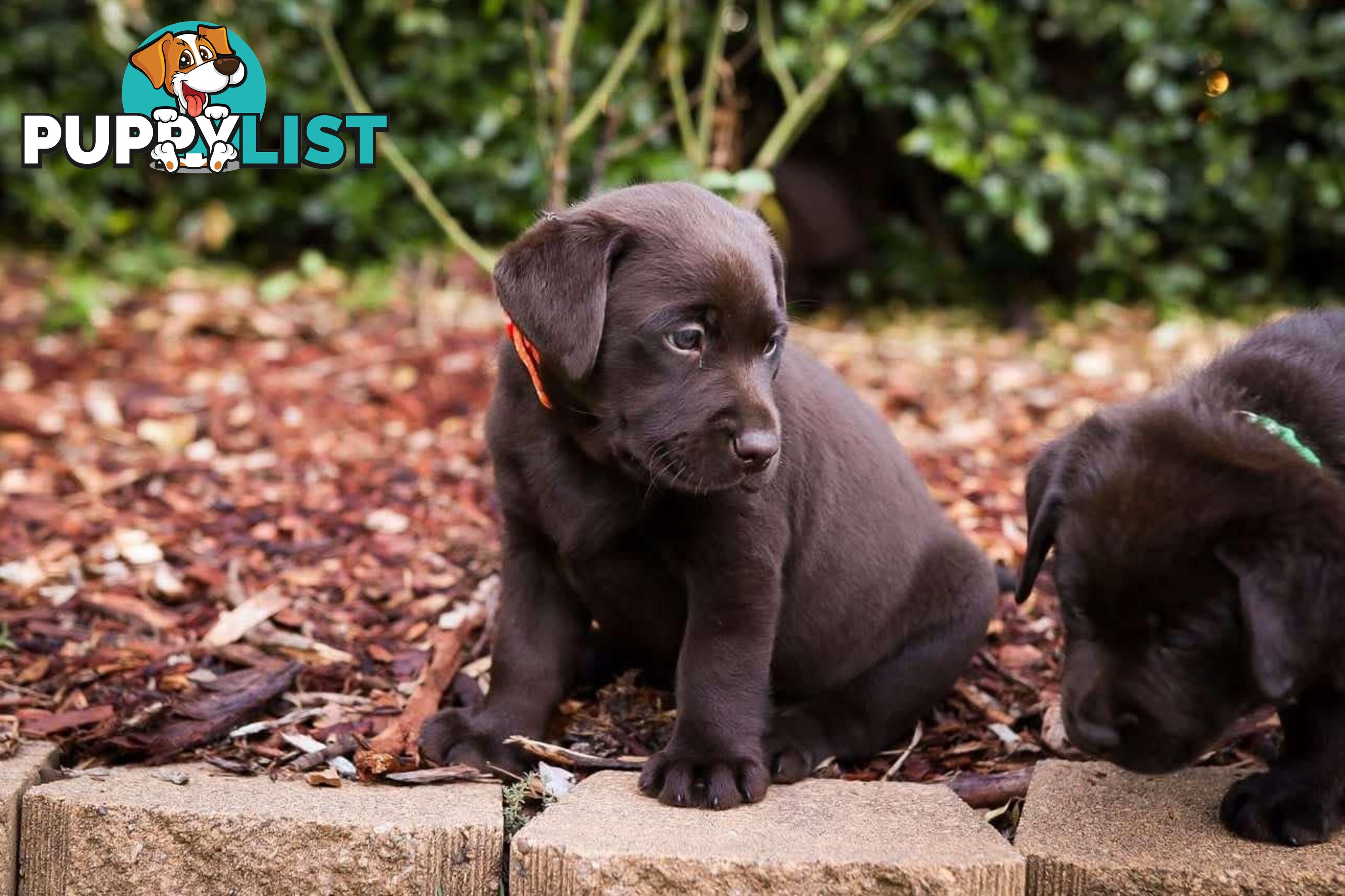 Pedigree Chocolate Labrador Puppies