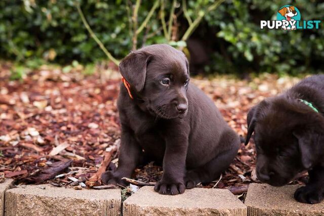 Pedigree Chocolate Labrador Puppies