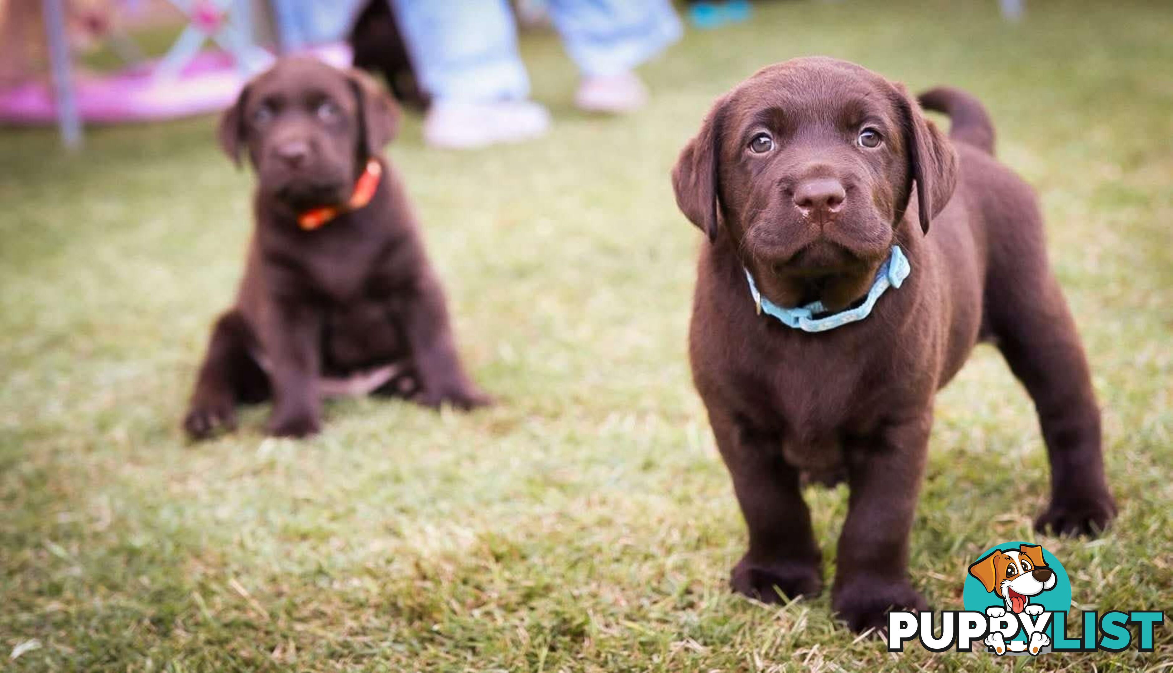 Pedigree Chocolate Labrador Puppies