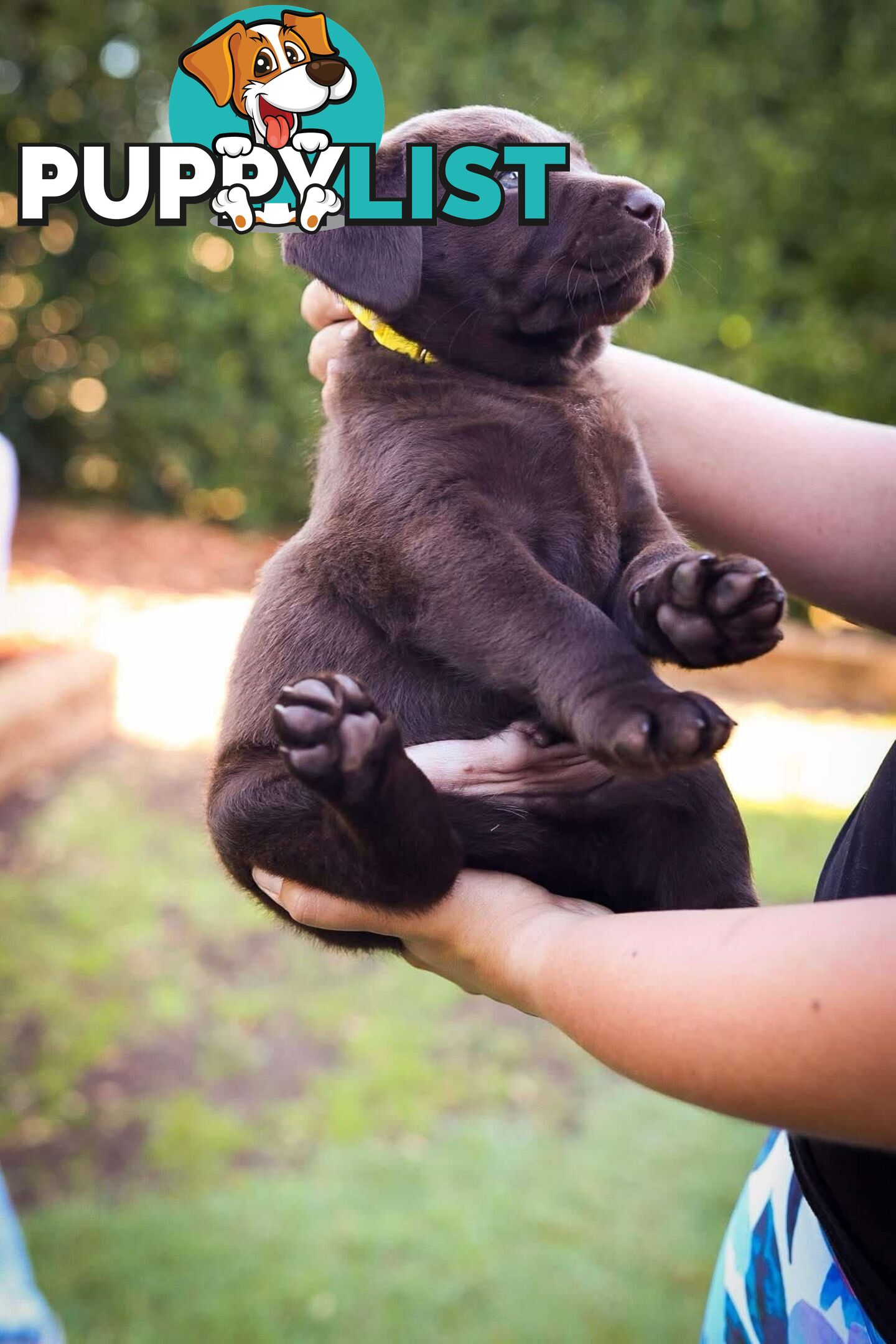 Pedigree Chocolate Labrador Puppies