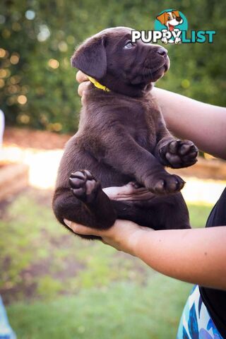 Pedigree Chocolate Labrador Puppies