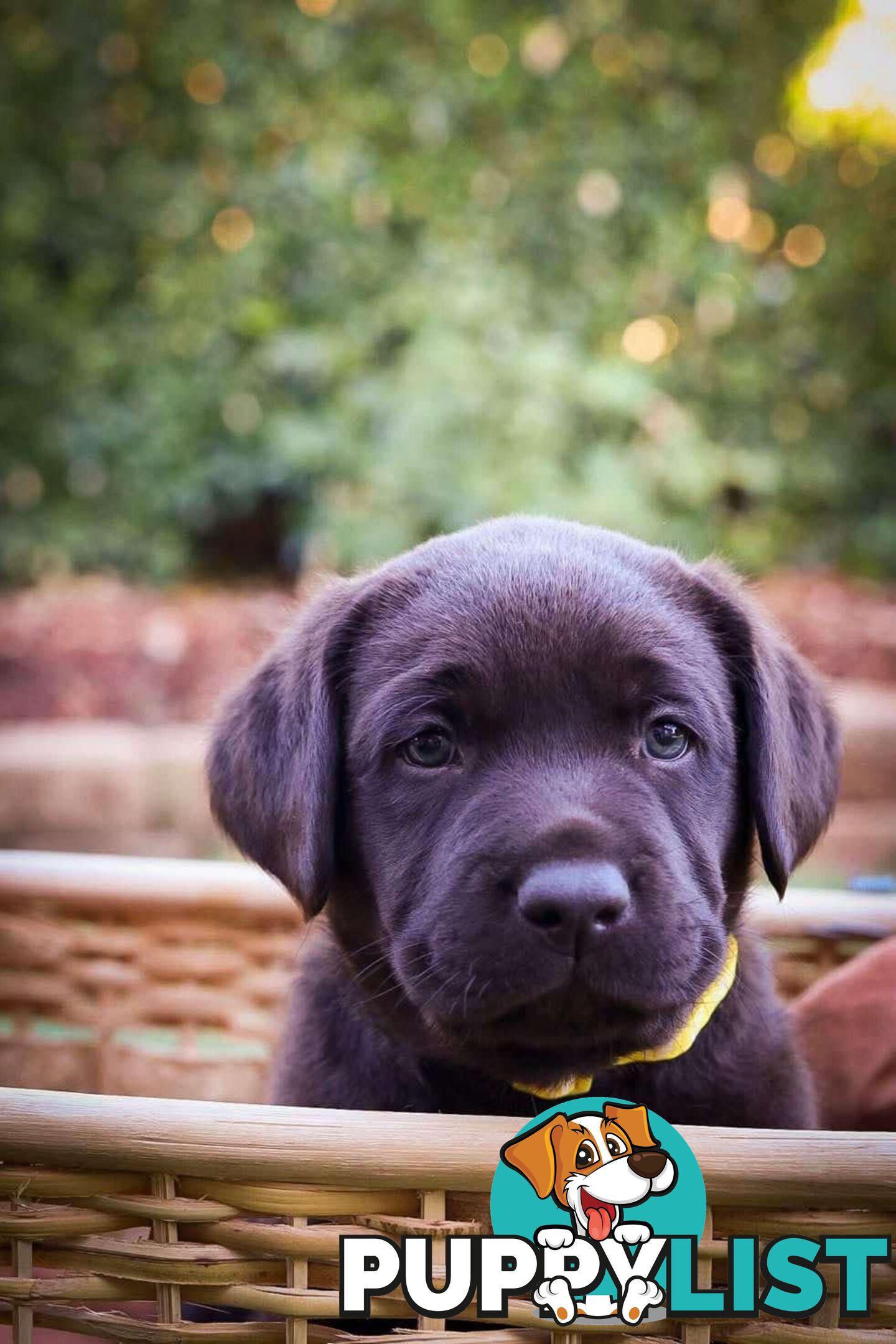 Pedigree Chocolate Labrador Puppies