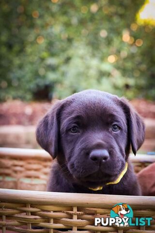 Pedigree Chocolate Labrador Puppies