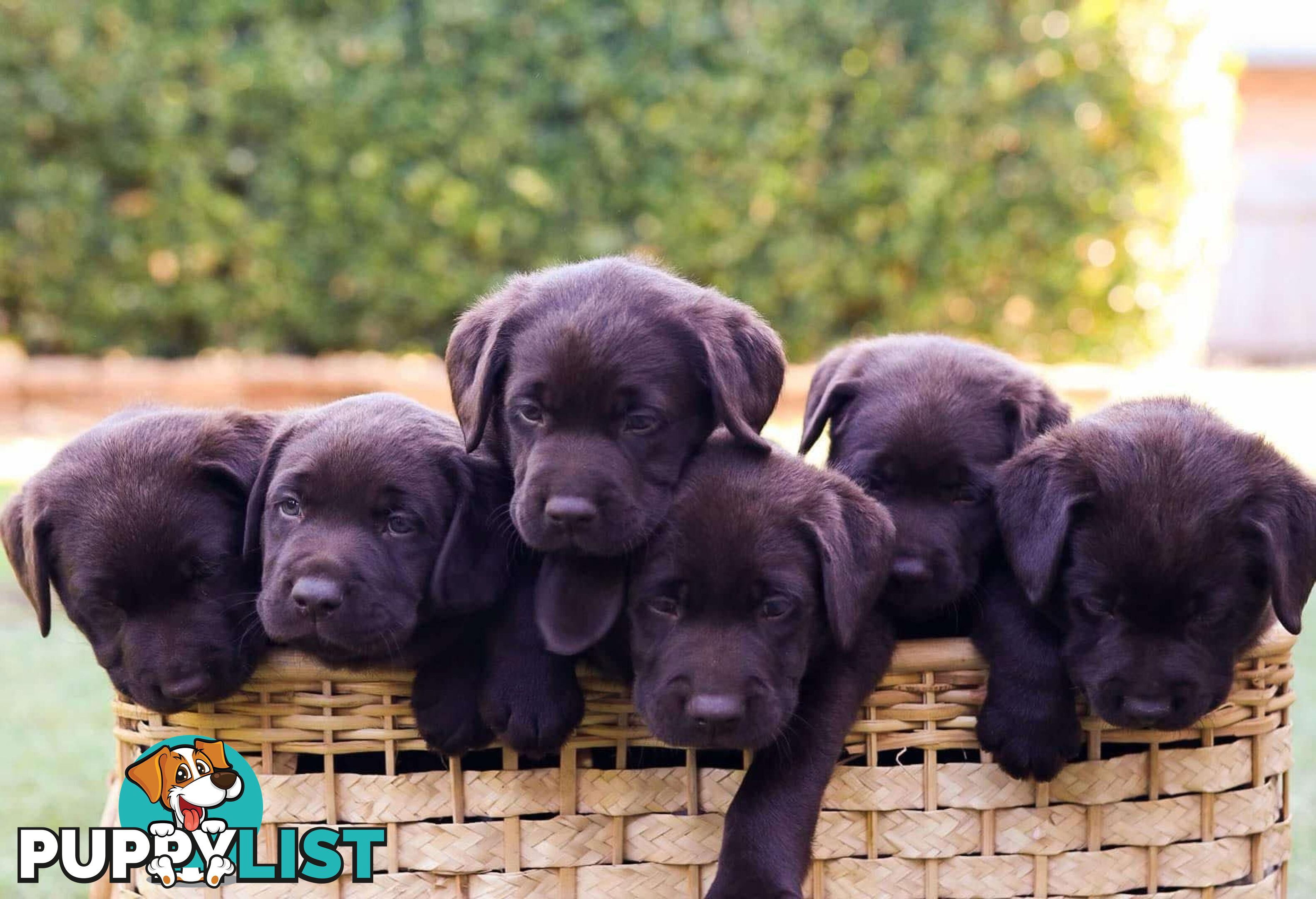 Pedigree Chocolate Labrador Puppies