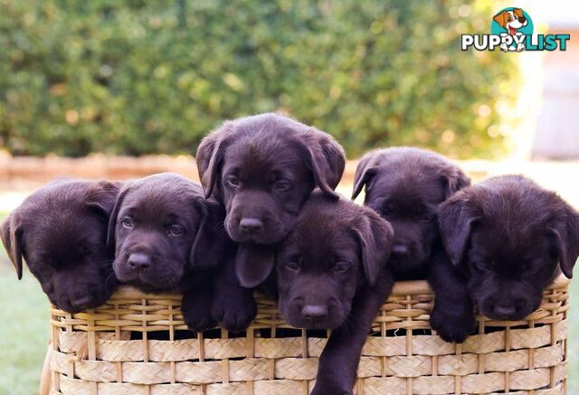 Pedigree Chocolate Labrador Puppies