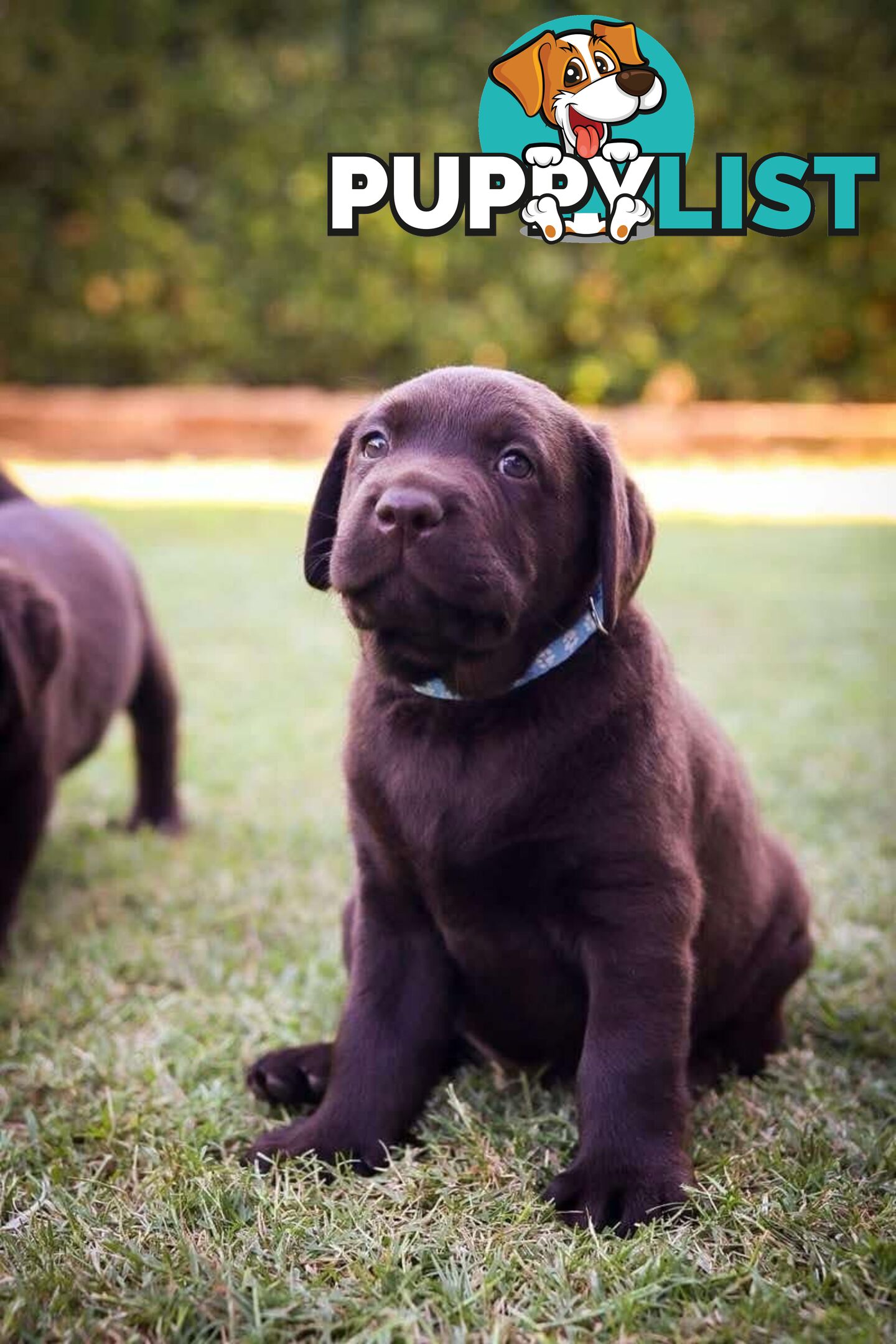 Pedigree Chocolate Labrador Puppies