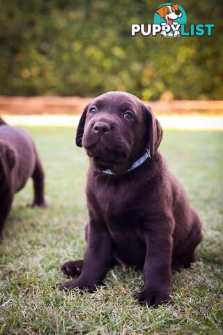 Pedigree Chocolate Labrador Puppies