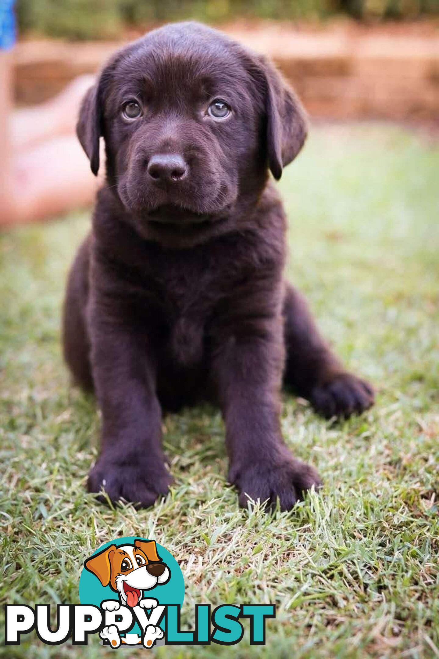 Pedigree Chocolate Labrador Puppies