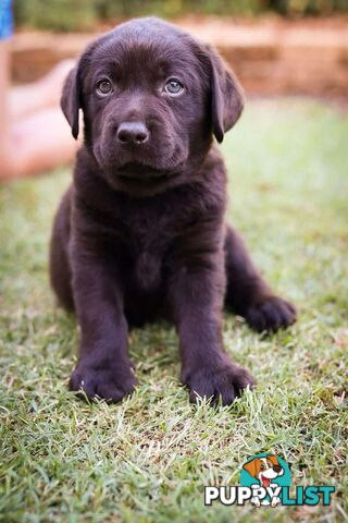 Pedigree Chocolate Labrador Puppies