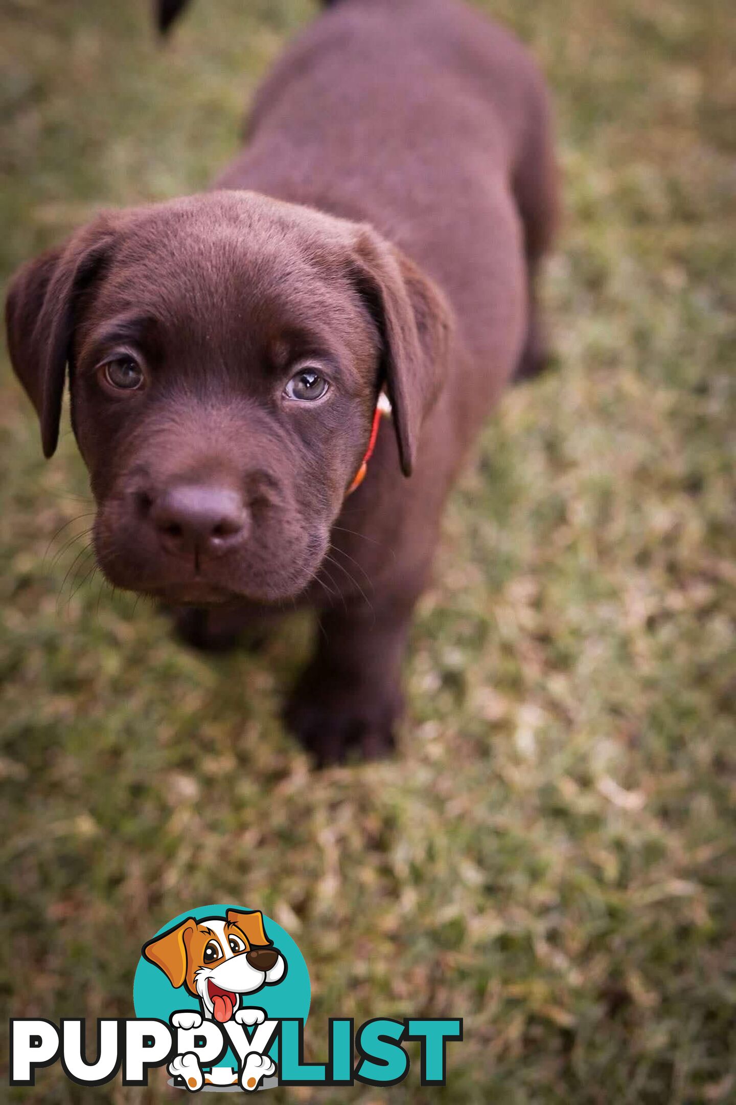 Pedigree Chocolate Labrador Puppies