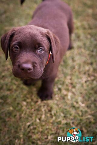 Pedigree Chocolate Labrador Puppies