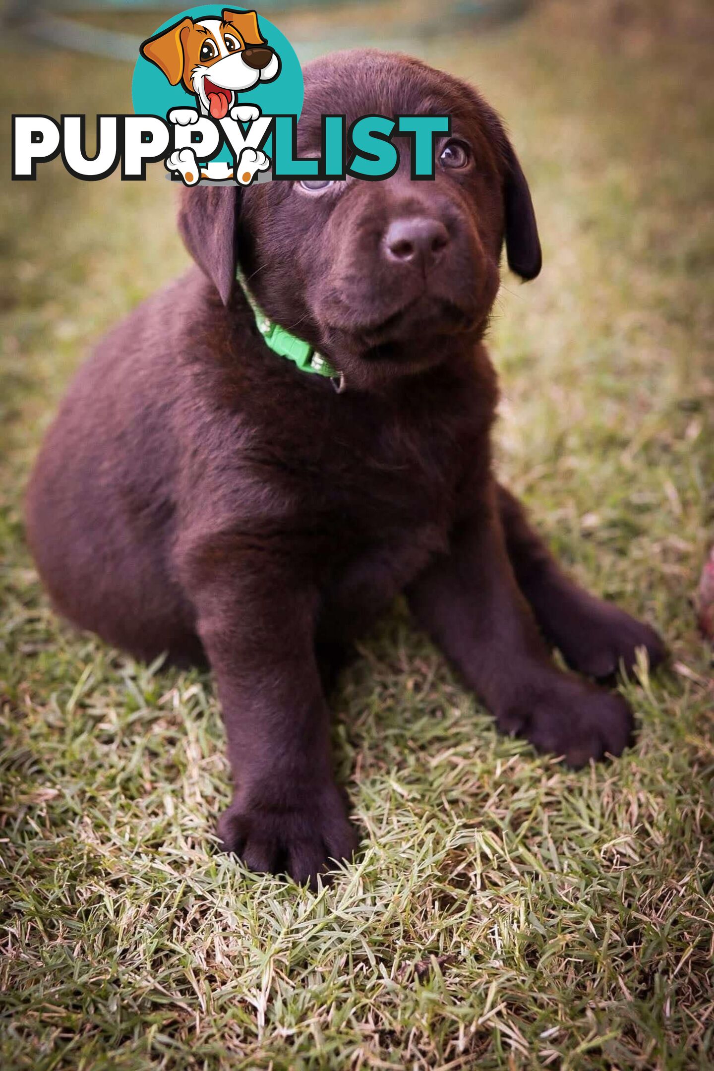 Pedigree Chocolate Labrador Puppies