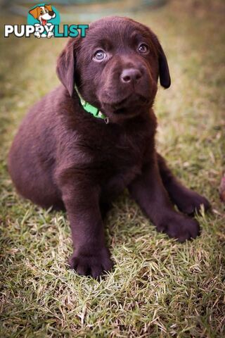 Pedigree Chocolate Labrador Puppies