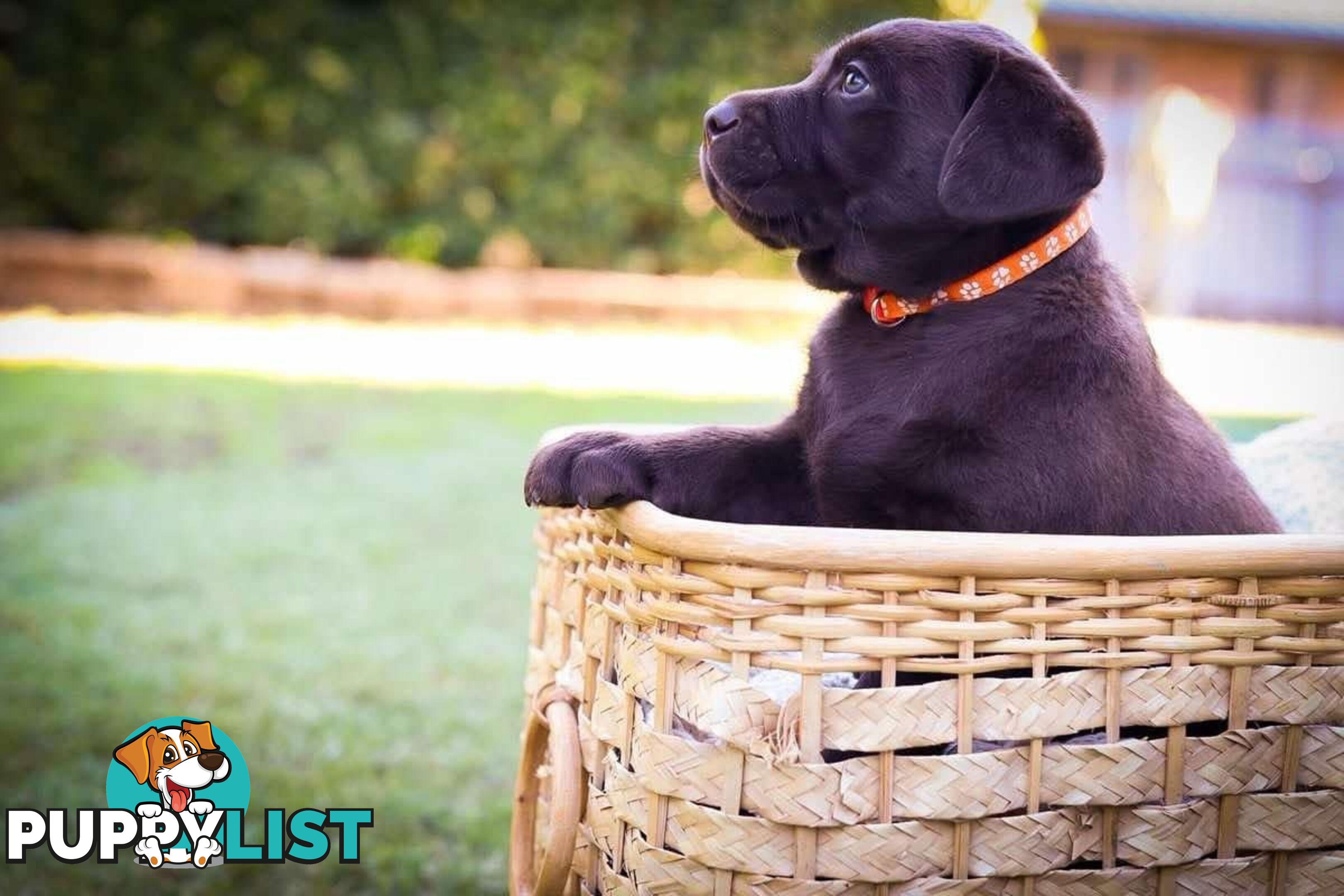 Pedigree Chocolate Labrador Puppies