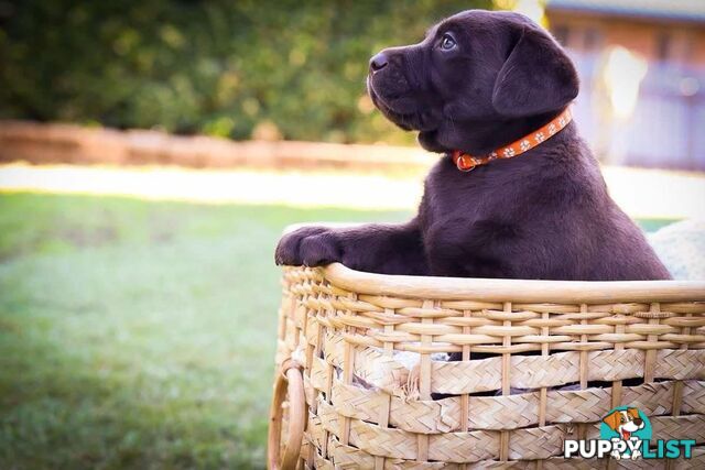 Pedigree Chocolate Labrador Puppies