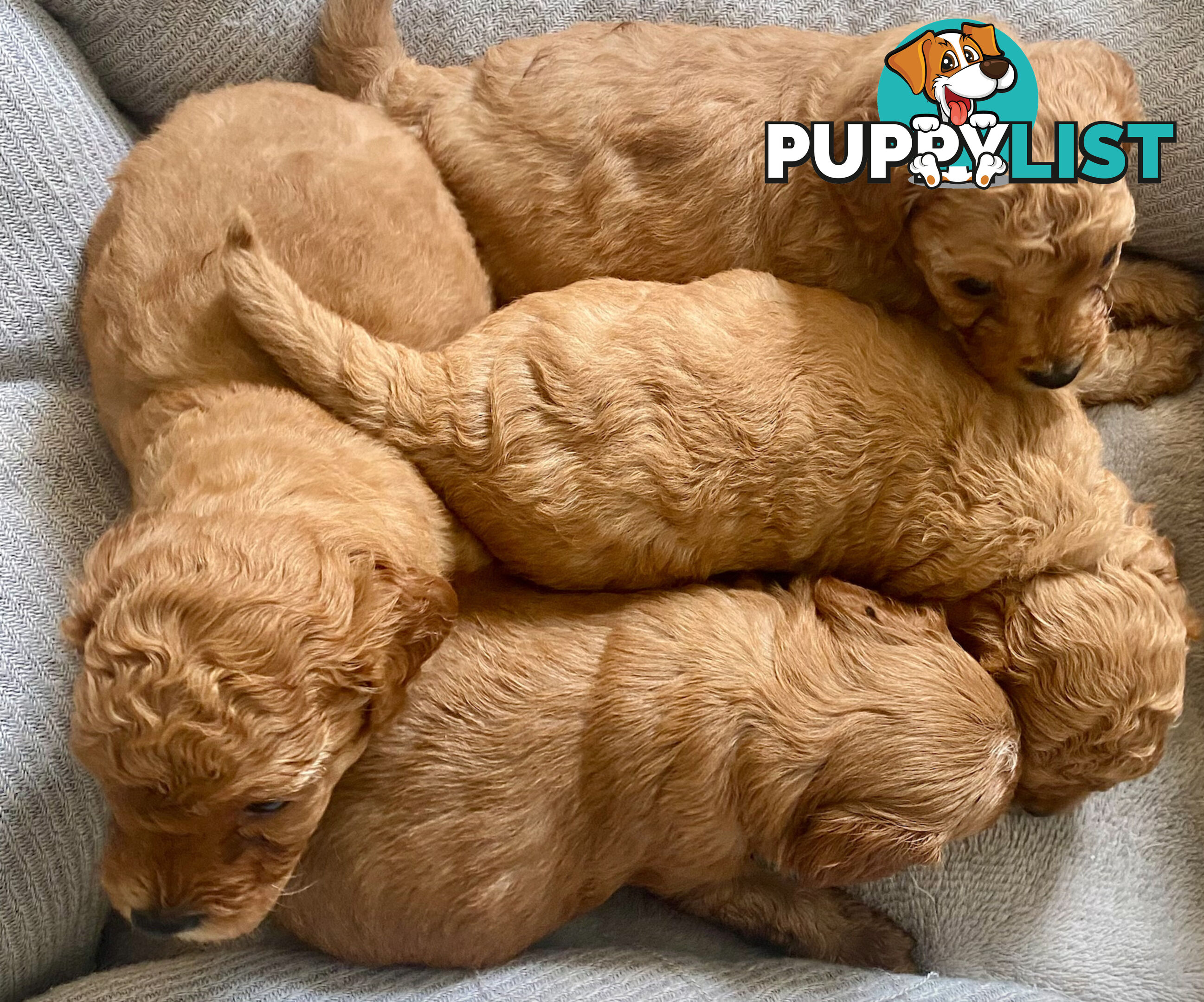 F1B Toy Cavoodles - Sooo Precious (2x Girls &amp;amp; 2x Boys)