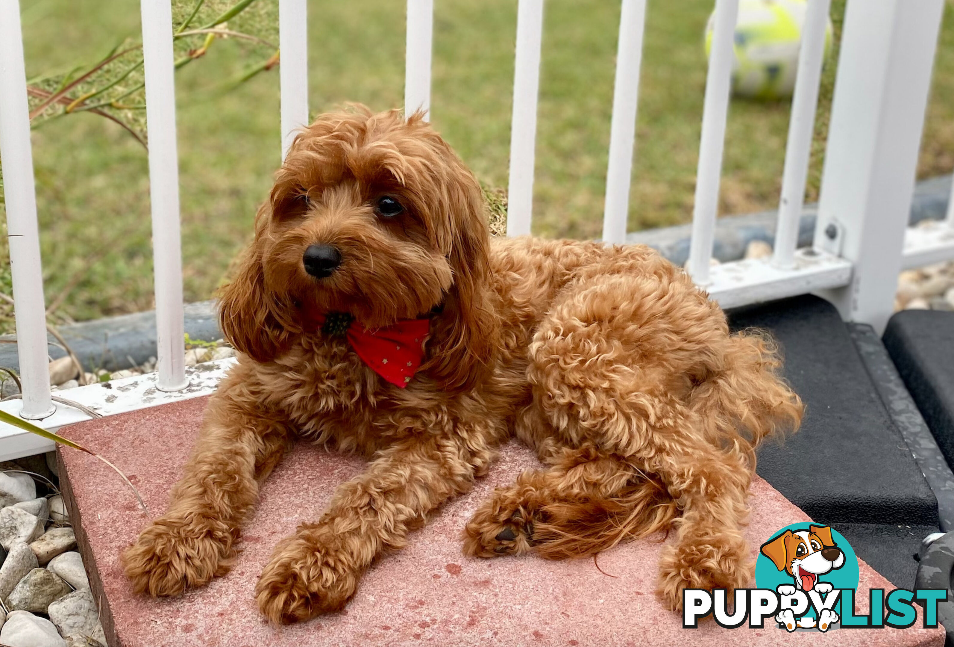 F1B Toy Cavoodles - Sooo Precious (2x Girls &amp;amp; 2x Boys)