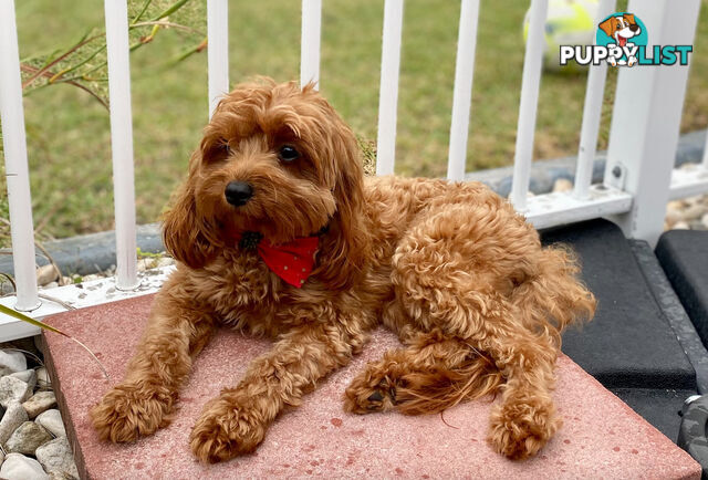 F1B Toy Cavoodles - Sooo Precious (2x Girls &amp;amp; 2x Boys)