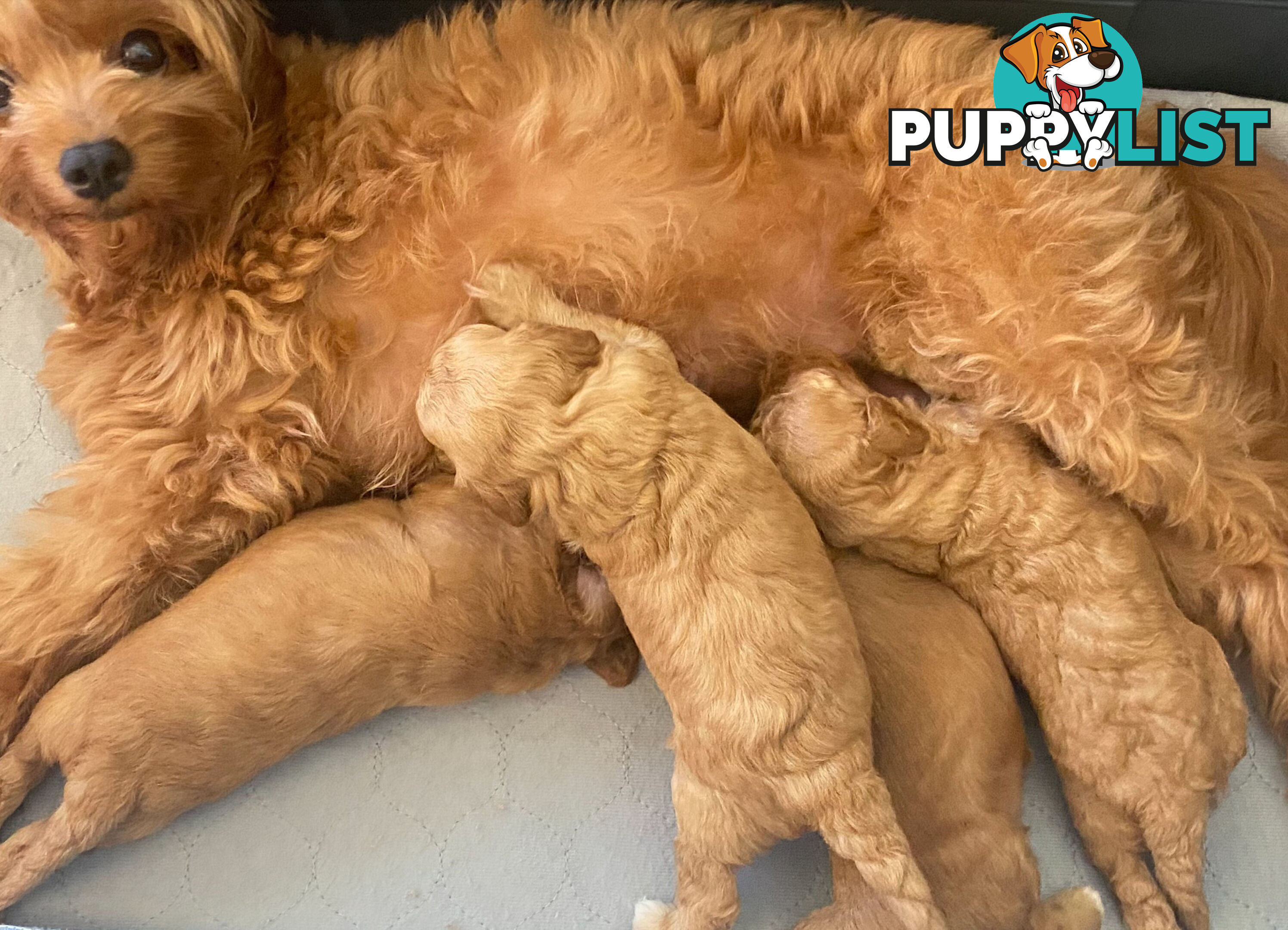 F1B Toy Cavoodles - Sooo Precious (2x Girls &amp;amp; 2x Boys)