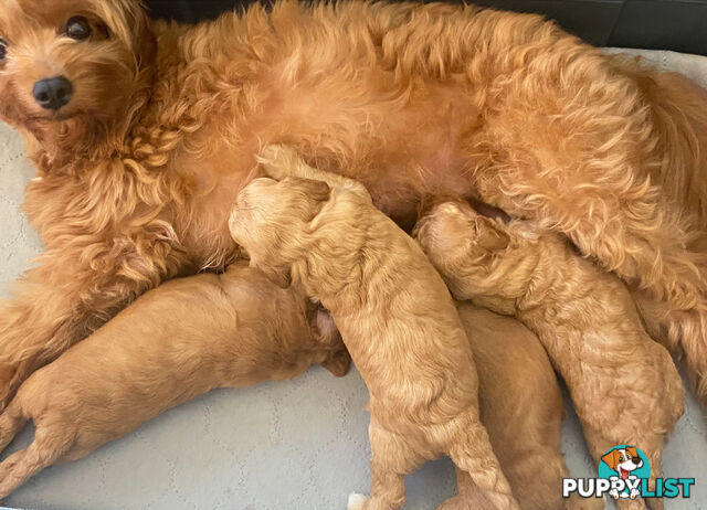 F1B Toy Cavoodles - Sooo Precious (2x Girls &amp;amp; 2x Boys)