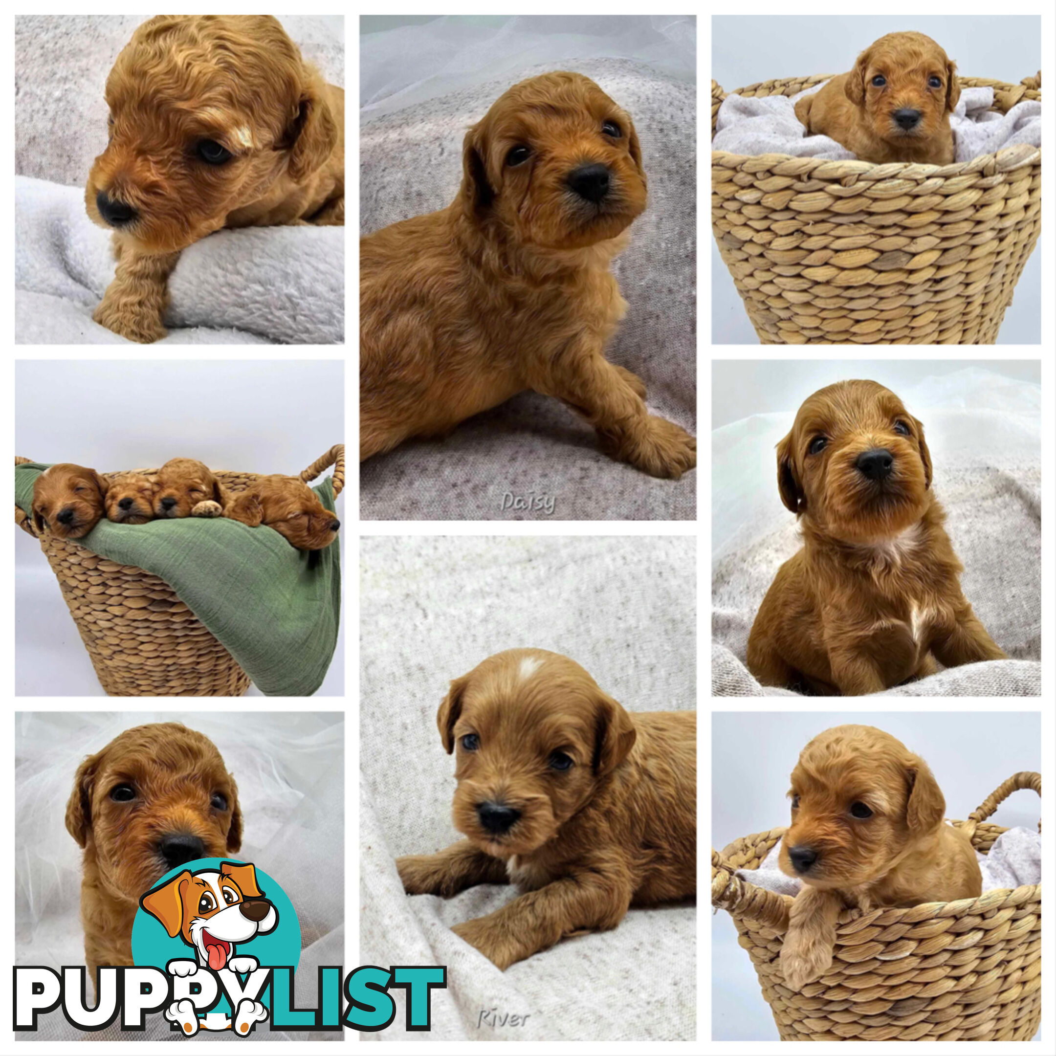 F1B Toy Cavoodles - Sooo Precious (2x Girls &amp;amp; 2x Boys)