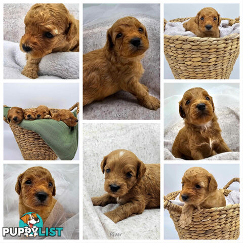 F1B Toy Cavoodles - Sooo Precious (2x Girls & 2x Boys)